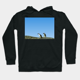 Pair of African Penguins, Boulder Beach, South Africa Hoodie